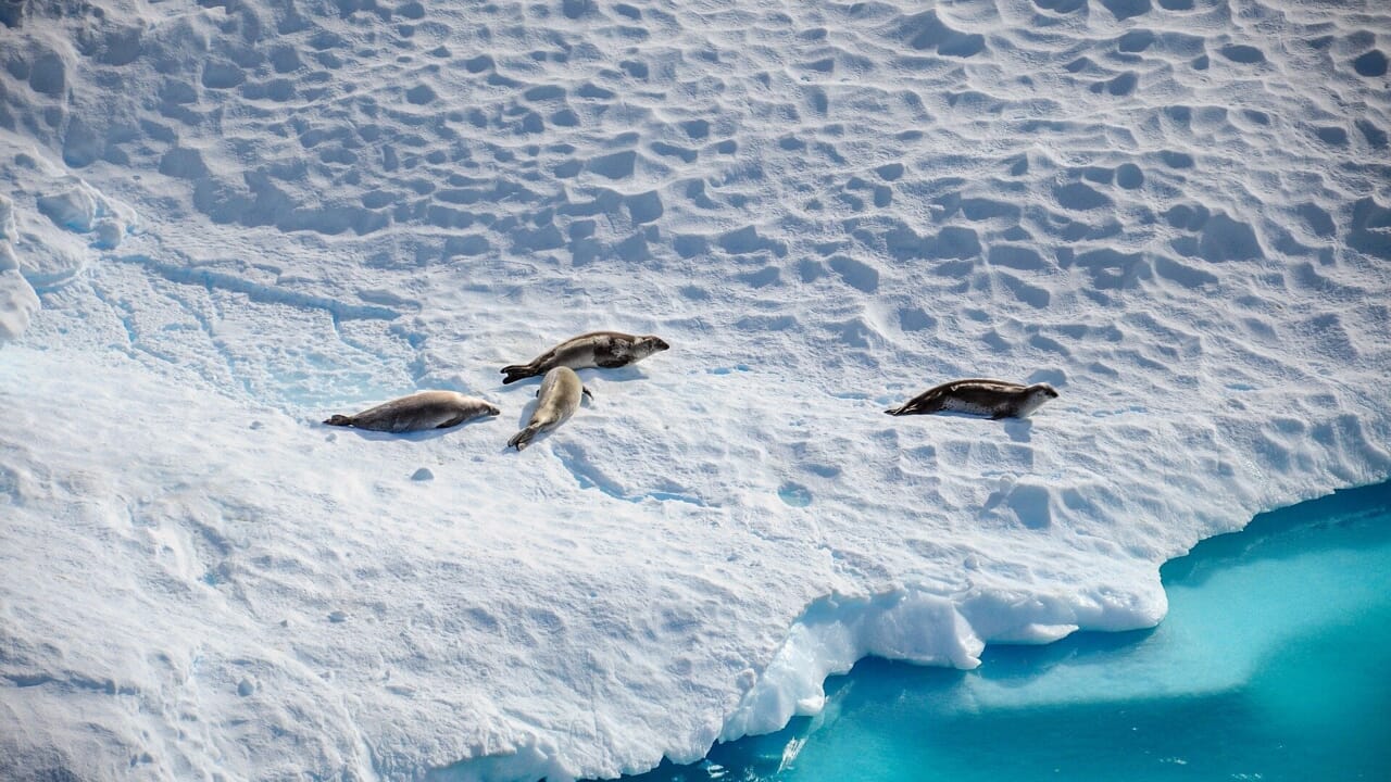 Antarctic ice is melting faster than expected (and risks submerging us)