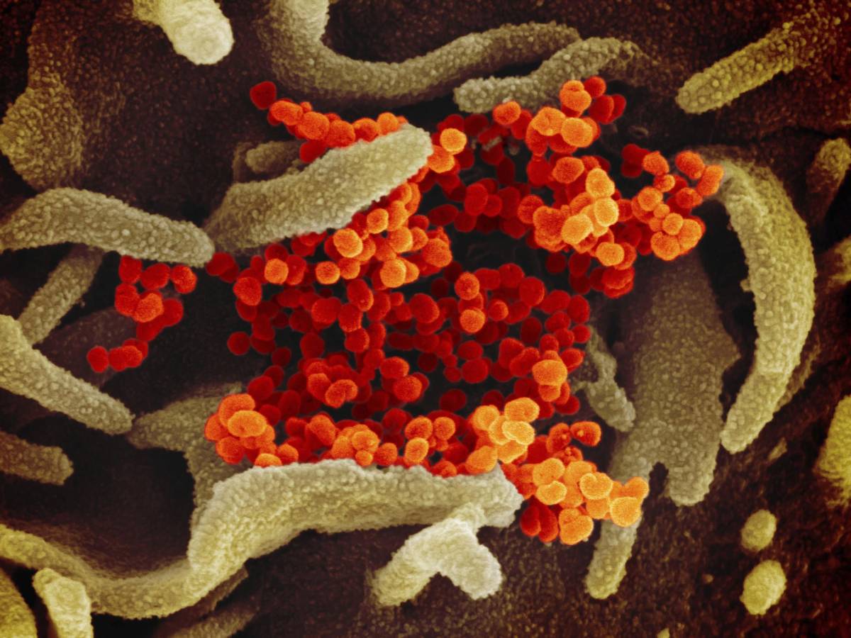 Not just ants: bedbugs had already invented (bacterial) agriculture too