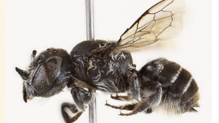 A new species of horned bee discovered: it's called "Lucifer"