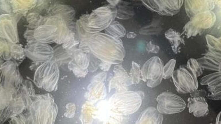 What is the shellfish, the species that threatens the Adriatic: "Worse than the blue crab"