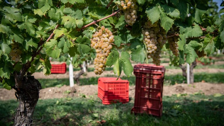 The truce does not stop the fertilizer crisis: the bill arrives on the table