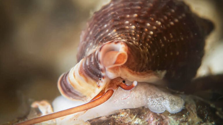 Mollusc of the year 2026: Italy in the final with the Mediterranean vampire snail