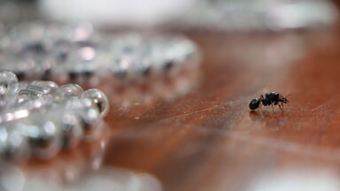 The ants seized in Nairobi (Photo LaPresse)