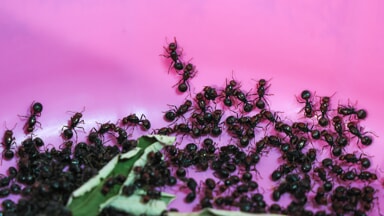 The ants seized in Nairobi (Photo LaPresse)