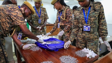 The ants seized in Nairobi (Photo LaPresse)