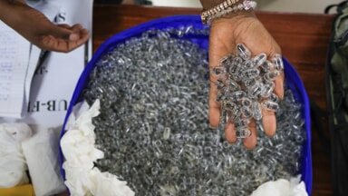 The ants seized in Nairobi (Photo LaPresse)