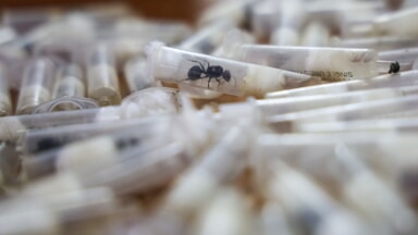 The ants seized in Nairobi (Photo LaPresse)