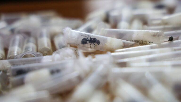 The man who wanted to smuggle 2,000 live ants from Kenya
