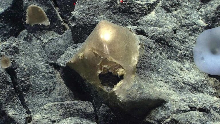 The mystery of the golden sphere found at the bottom of the ocean has been solved