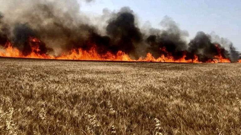 The protection on wheat and tomatoes made in Italy: "This is how the terror duties impose on us"
