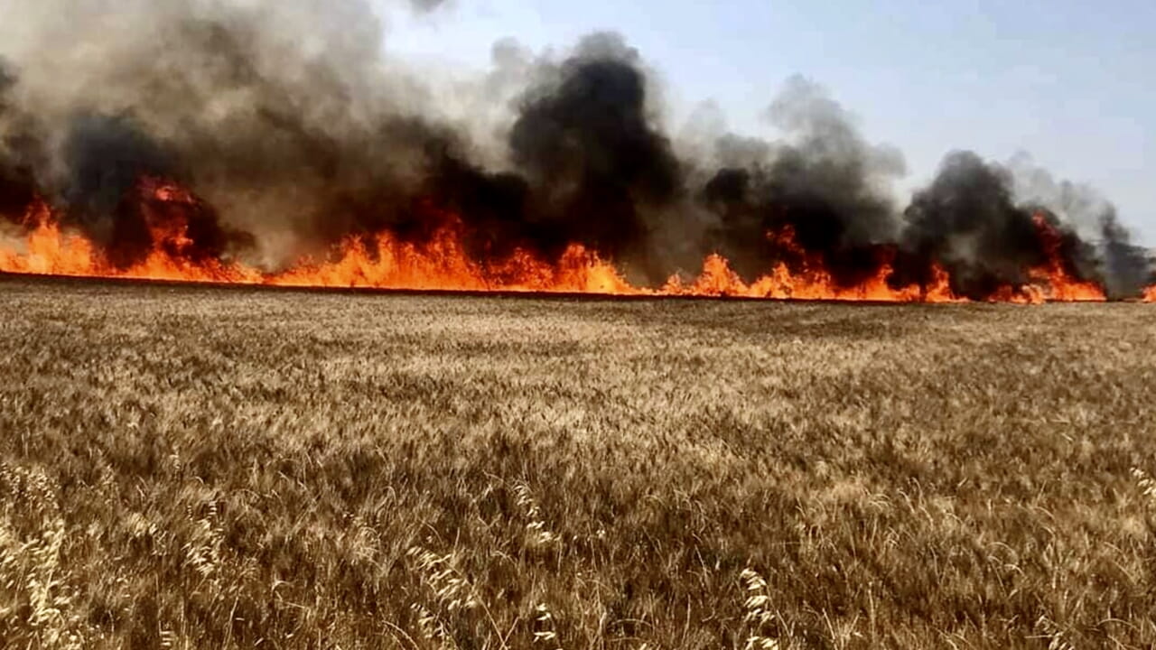 The protection on wheat and tomatoes made in Italy: "This is how the terror duties impose on us"