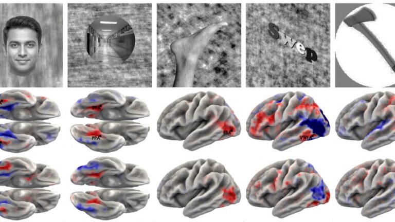 We will have a twin who will help us heal: how it will work