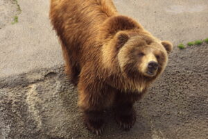 An hour and her cub killed a hiker