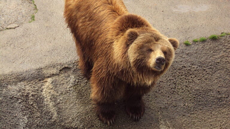 An hour and her cub killed a hiker