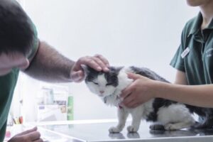 Avian flu, the “jump” from cats to humans: the alert is triggered for raw milk. What’s happening