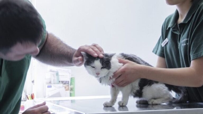 Avian flu, the "jump" from cats to humans: the alert is triggered for raw milk. What's happening