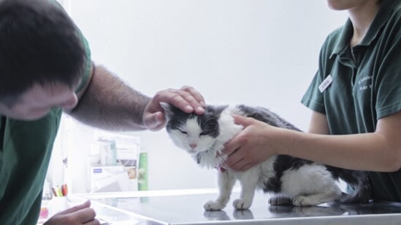 Avian flu, the "jump" from cats to humans: the alert is triggered for raw milk. What's happening