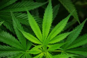 Cannabis helps fight diabetes and obesity