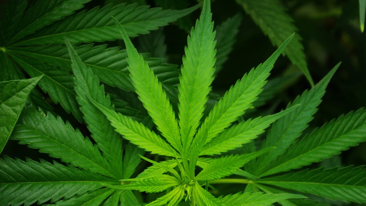 Cannabis helps fight diabetes and obesity