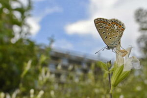 Free municipal land to nurserymen: the plan to transform degraded areas into forest nurseries