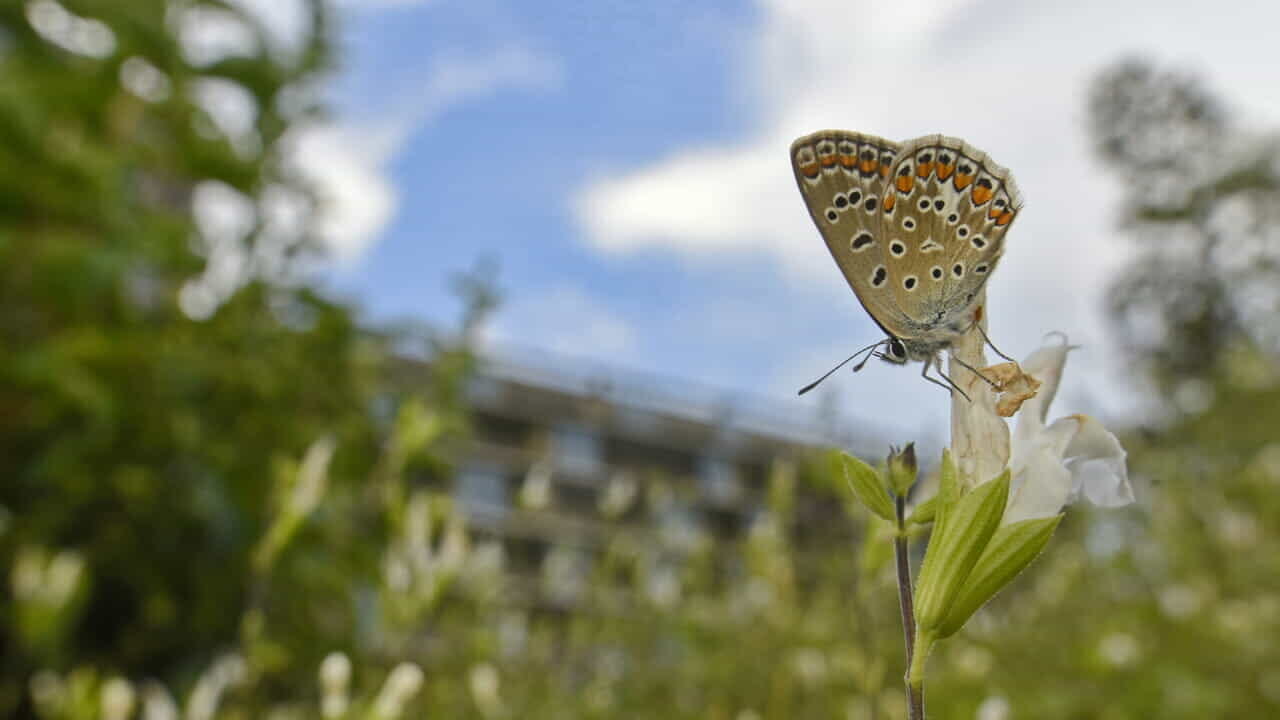 Free municipal land to nurserymen: the plan to transform degraded areas into forest nurseries
