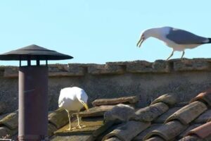 Killer seagulls and fearless crows: animals in the city are becoming more aggressive