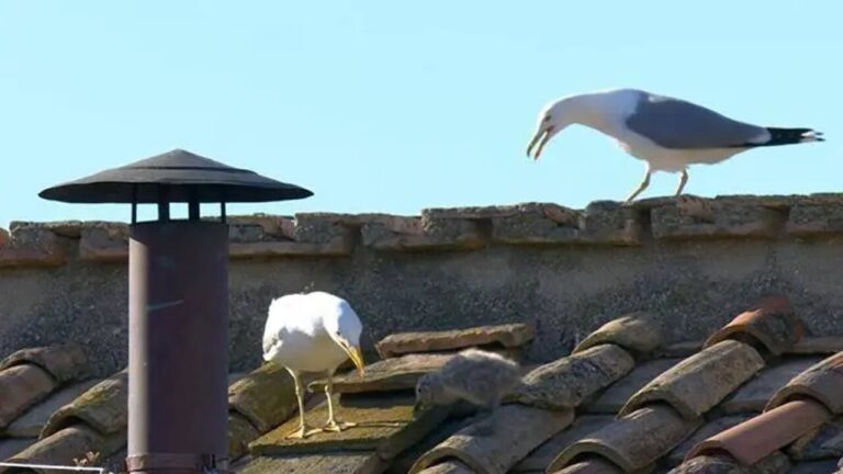 Killer seagulls and fearless crows: animals in the city are becoming more aggressive
