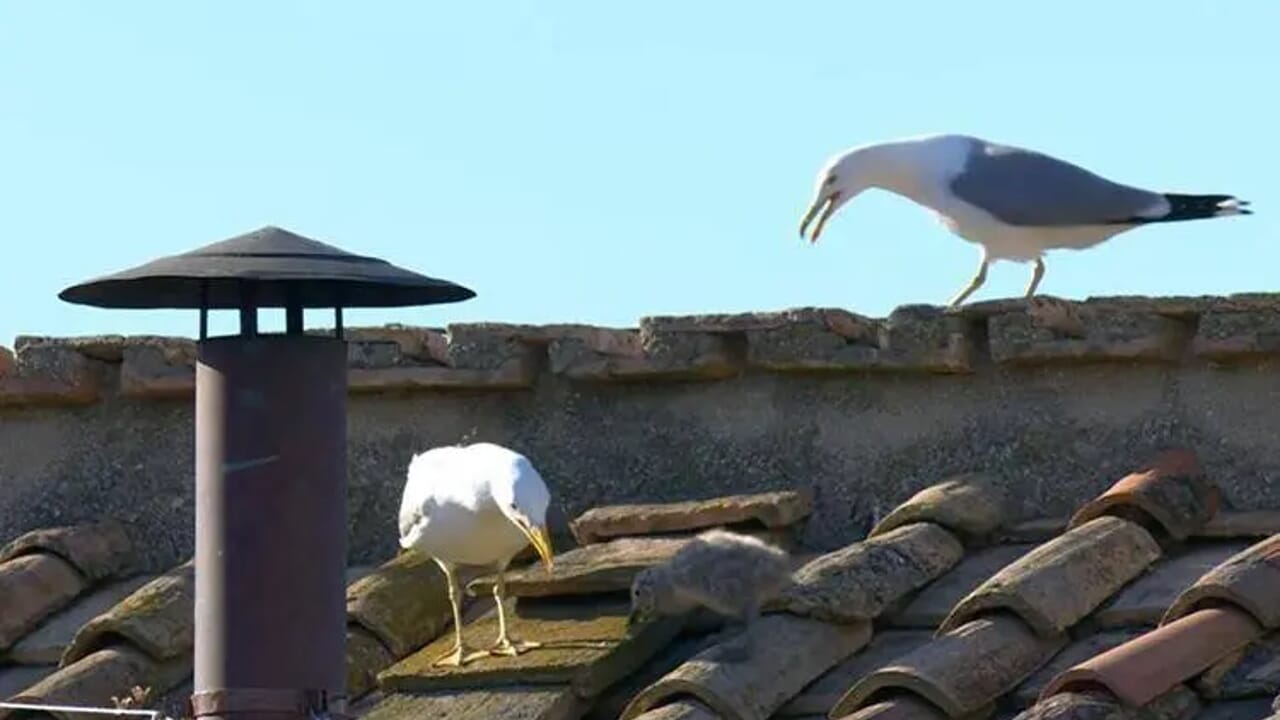 Killer seagulls and fearless crows: animals in the city are becoming more aggressive