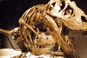 Maybe we found out why the T-rex had “little arms”