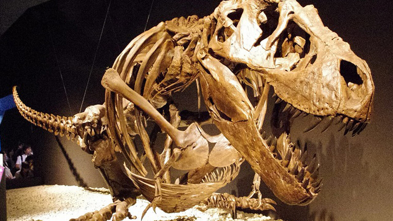 Maybe we found out why the T-rex had "little arms"