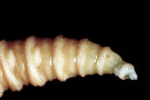What is the screwworm, Trump’s new threat to the economy