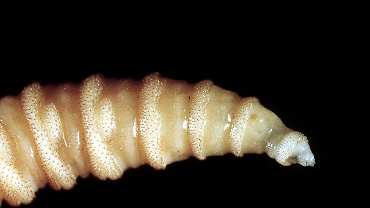 What is the screwworm, Trump's new threat to the economy
