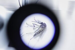 The tiger mosquito and dengue contagion in Italy: plan for "bomb" males under X-rays (after the case in Bologna)