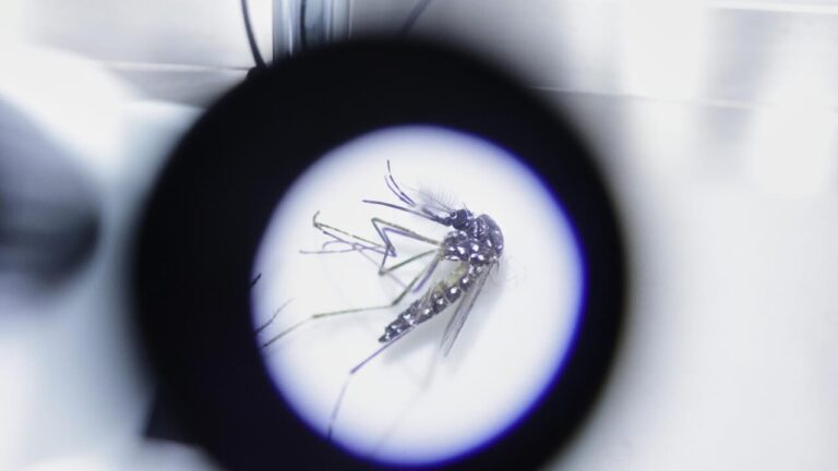 The tiger mosquito and dengue contagion in Italy: plan for "bomb" males under X-rays (after the case in Bologna)