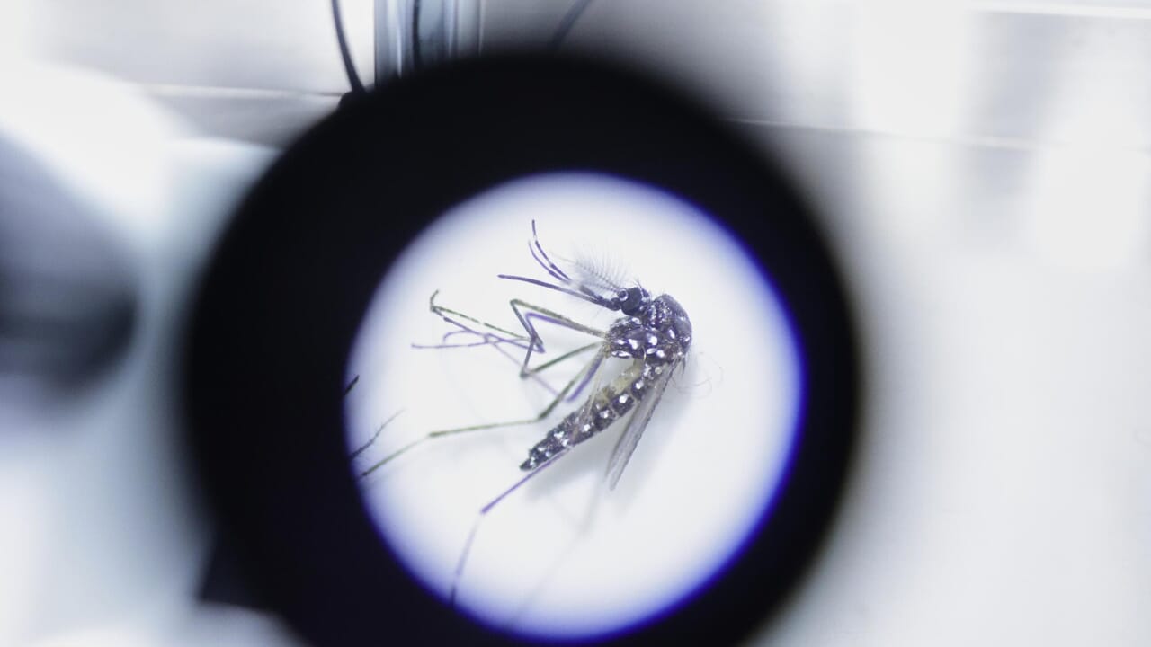 The tiger mosquito and dengue contagion in Italy: plan for "bomb" males under X-rays (after the case in Bologna)