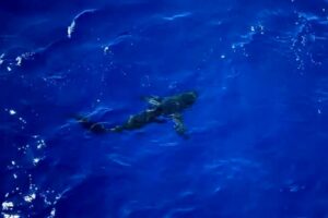 A man was killed by a shark measuring over 4 meters while he was spearfishing