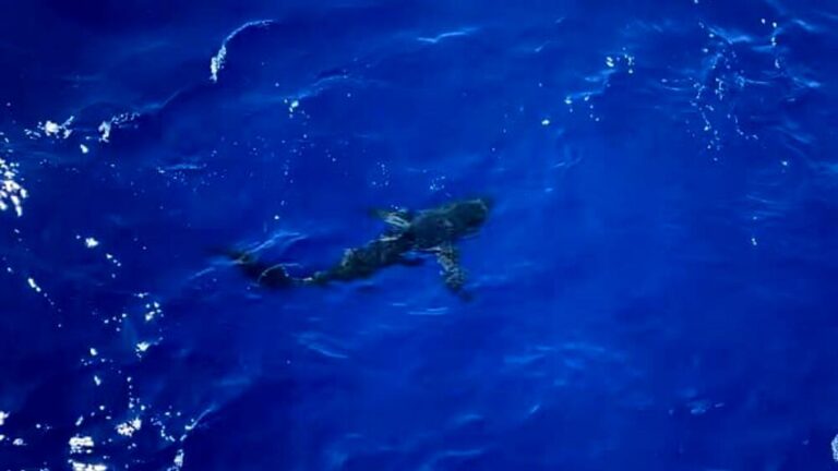 A man was killed by a shark measuring over 4 meters while he was spearfishing