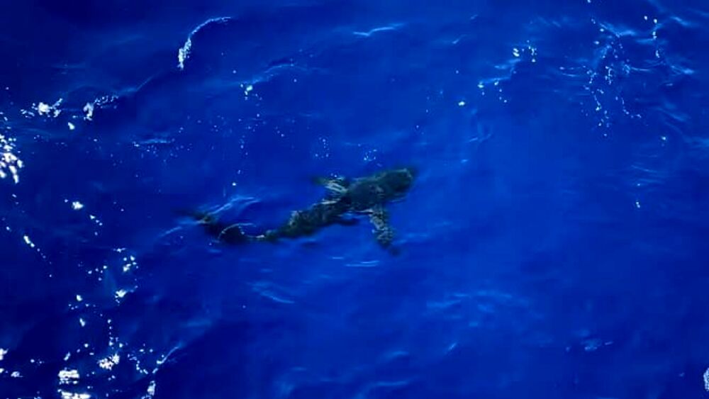 A man was killed by a shark measuring over 4 meters while he was spearfishing