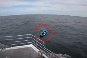 Bruce the dog ends up adrift in a kayak alone: ​​found in the North Sea after kilometers offshore