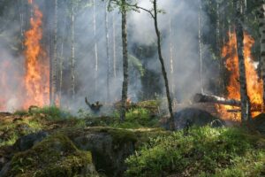 Heat waves: what risks the environment if the heat continues