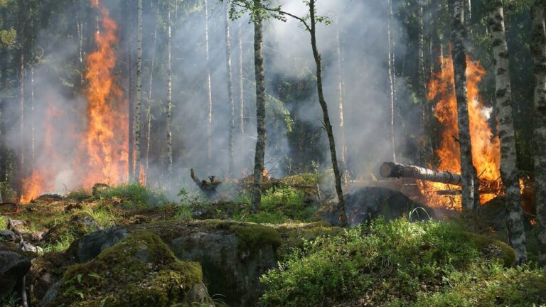 Heat waves: what risks the environment if the heat continues