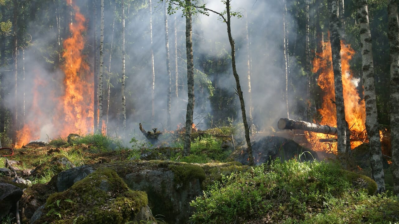 Heat waves: what risks the environment if the heat continues