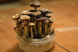 Psychedelic mushrooms could help counteract Alzheimer’s symptoms