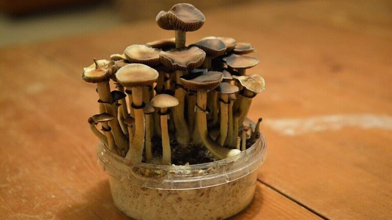 Psychedelic mushrooms could help counteract Alzheimer's symptoms