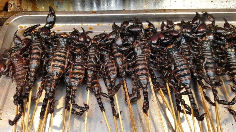Why do we hate eating insects? The answer is written, in part, in our DNA