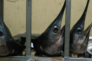 Ask for swordfish, they serve you a shark: how to understand what you eat (and save money)