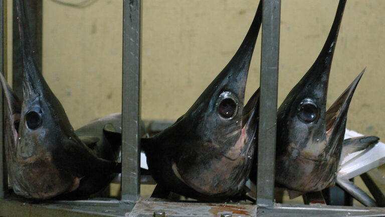 Ask for swordfish, they serve you a shark: how to understand what you eat (and save money)