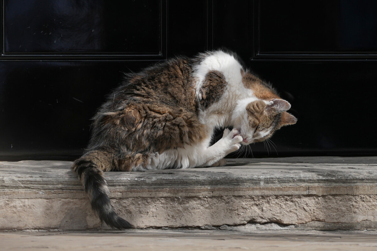 Larry the cat, icon of Downing Street Larry the cat, icon of Downing Street
