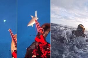 A shark bites him while fishing, he takes it all back: “No hard feelings, I was in his environment”