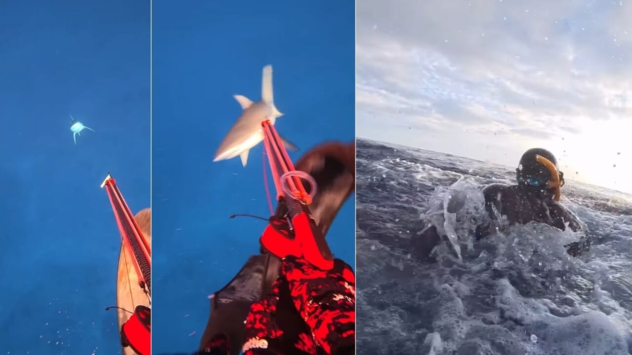A shark bites him while fishing, he takes it all back: "No hard feelings, I was in his environment"